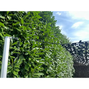 Correa Tensora Con Carraca Anclaje